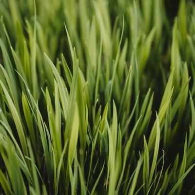 June 15 Fresh Cut Green Grass