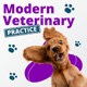 Keeping your veterinary practice independent through Employee Ownership | Episode 10