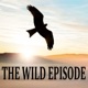 The Wild Episode