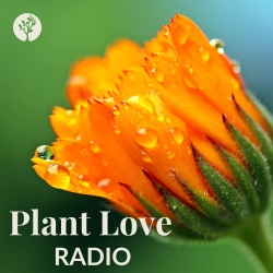 Plant Spirit Fibers with Jennifer Johnson