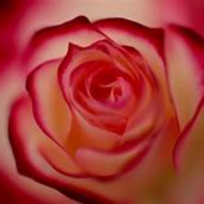 野薔薇秘錄 野薔薇秘錄