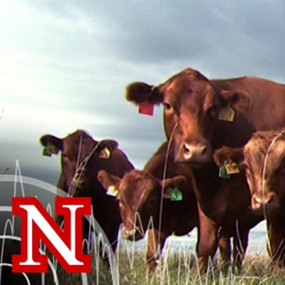 UNL BeefWatch:University of Nebraska-Lincoln