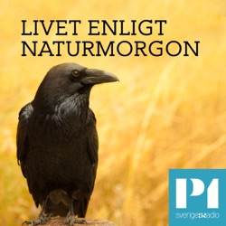 Naturreportaget: Aktivister för att rädda naturen