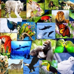 Animales 