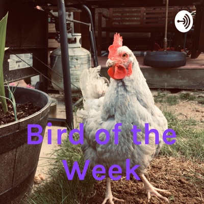 Bird of the Week