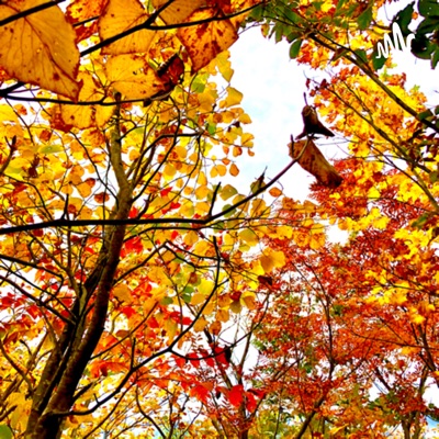 むか〜しばなし