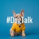 #DogTalk