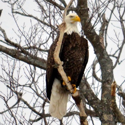 Berkshire Eagle: Accents in the Berkshires