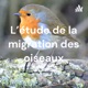 L'étude de la migration des oiseaux