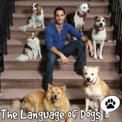 EP. 014 “Rescue Dogs & Listener Q&A”