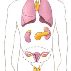 SISTEMA ENDOCRINO