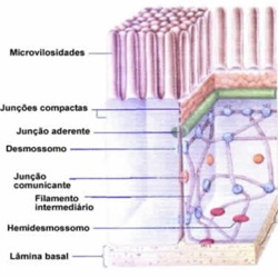 Especializações da Membrana Plasmatica 