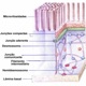 Especializações da Membrana Plasmatica 