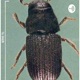 Pine beetle damage to our forests