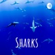 Sharks