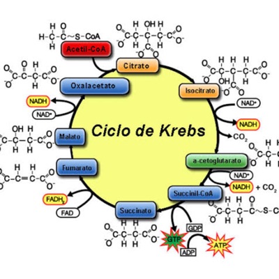 Ciclo de Krebs-Indeliza Medina