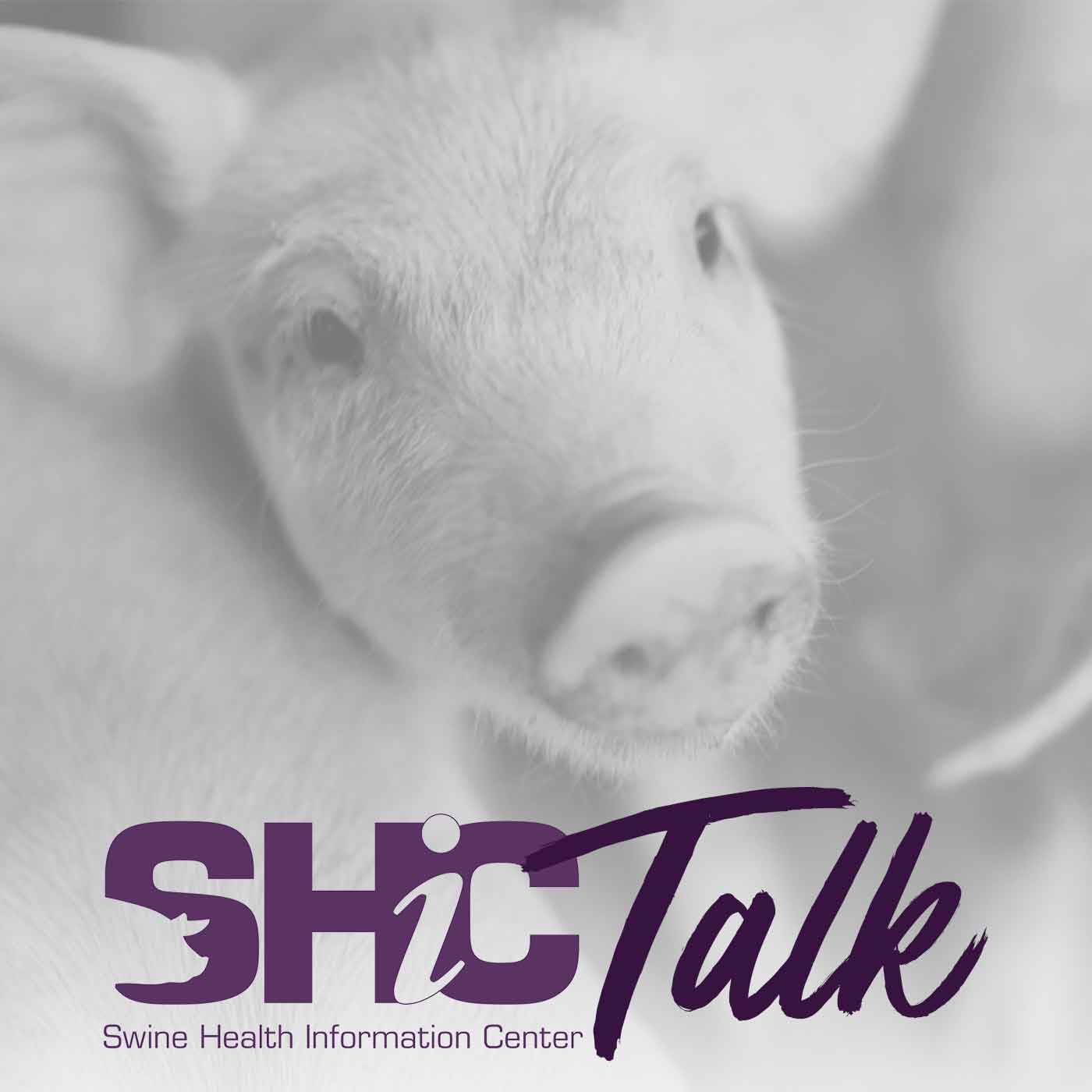 SHICTalk Ep 17Emerging Disease with Dr Megan Niederwerder – SHIC Talk ...
