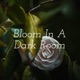 Bloom In A Dark Room