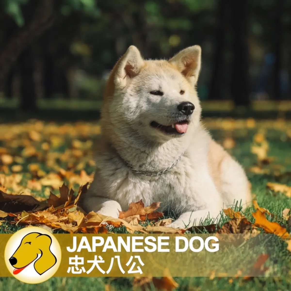 Japanese Dog /忠犬八公 - 英文課 / 一般正 - Lucy 語言家教