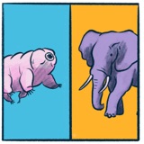 Tardigrades vs. Elephants