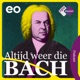 Altijd Weer Die Bach