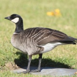 Migrations: The Triumphant Comeback of the Aleutian Cackling Goose
