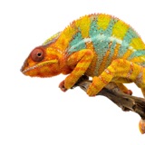 How and why do chameleons change color?