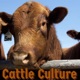 Cattle Culture