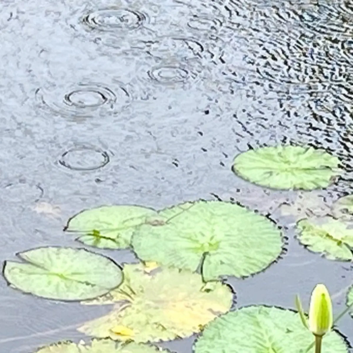 燃燒的雨林，炎上的議題：關於亞馬遜的幾個問題與答案- PanSci 泛科學, image size:1200x1200