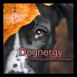 Dognergy - aus dem Alltag einer Mehrhundehalterin