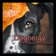 Dognergy - aus dem Alltag einer Mehrhundehalterin