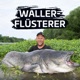 Waller-Flüsterer