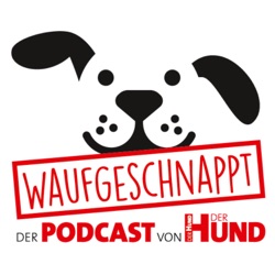 Epilepsie beim Hund - Dr. Benjamin Andreas Berk von BrainCheck.Pet