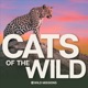 The Last Wild Cat of Singapore: Singapore Wild Cat Action Group