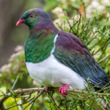 Kererū: Pigeons That Get Tipsy