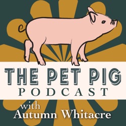 Is Your Pet Pig Food Aggressive?