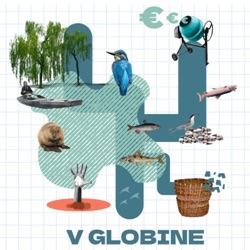 V globine