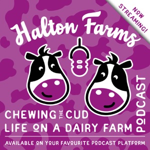 Chewing The Cud at Halton Farms