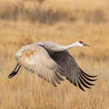 Sandhill Cranes Are Expanding Their Range
