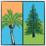 Palm Trees vs. Pine Trees: a tree-mendous debate