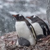 Why Penguin Feathers Don't Freeze