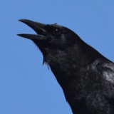 Do Crows Sing?