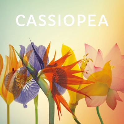 Cassiopea