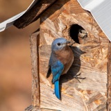 Bluebirds Close to Home