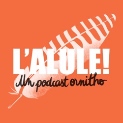 L'Alule ! Un podcast ornitho🪶