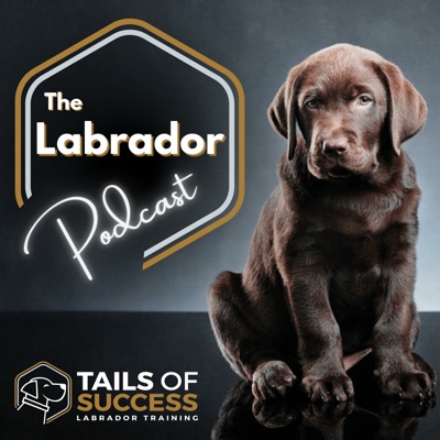 The Labrador Podcast - From Tails of Success Labrador Training The Labrador Podcast - From Tails of Success Labrador Training