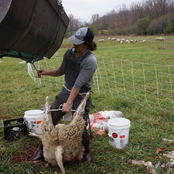 Mary Lake Sheep Slaughterer photo