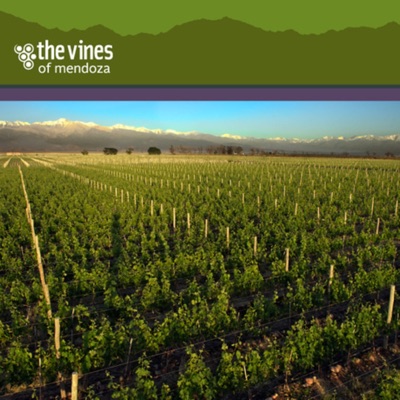 The Vines of Mendoza: Adventures in Winemaking The Vines of Mendoza: Adventures in Winemaking