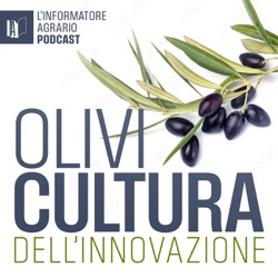 L'impianto dell'oliveto: scelta varietale e sistemi colturali