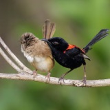 Fairy-Wrens - To Duel or Duet?
